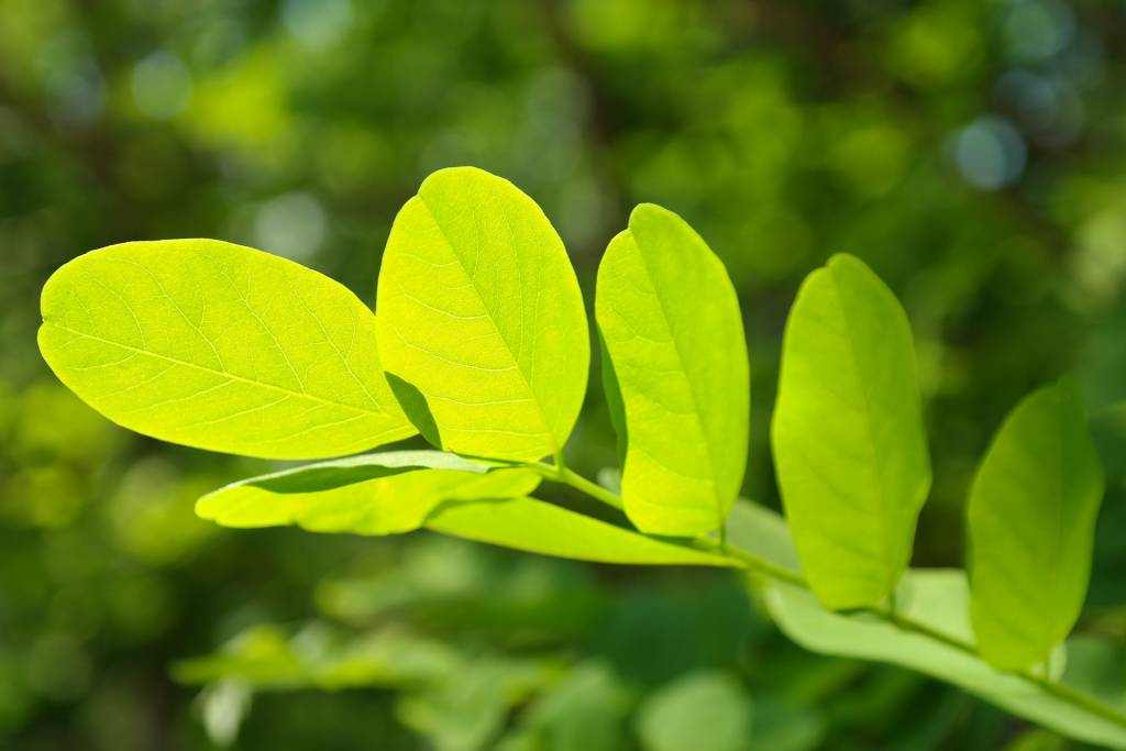 Green leafy branch
